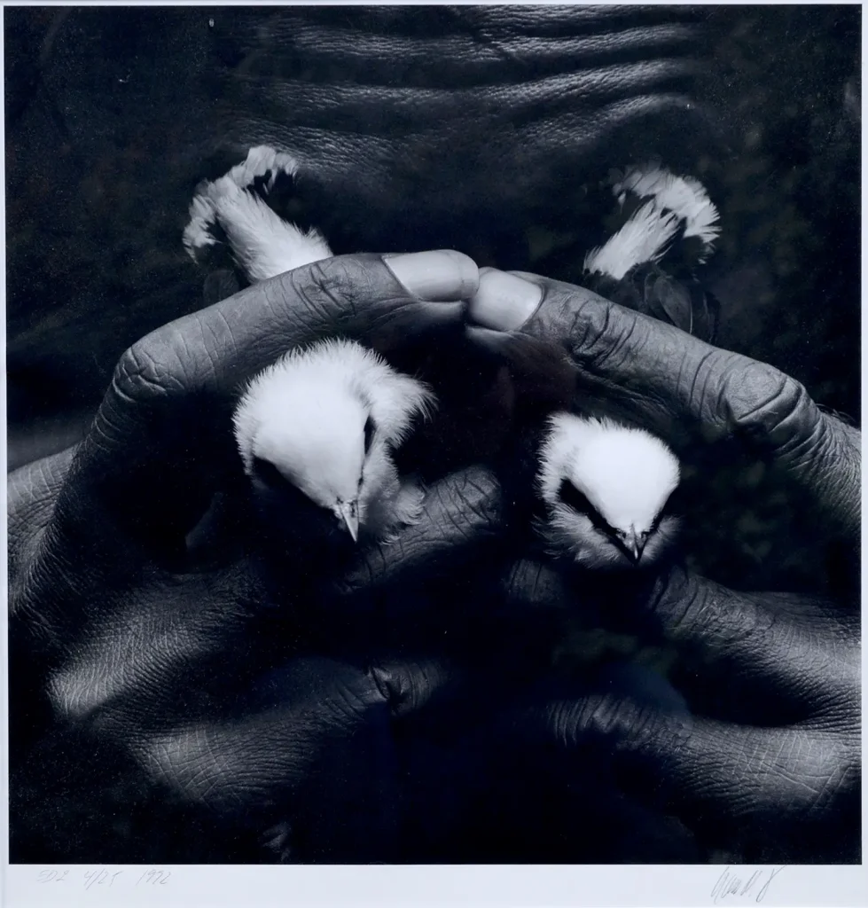 CravoNeto mejor foto